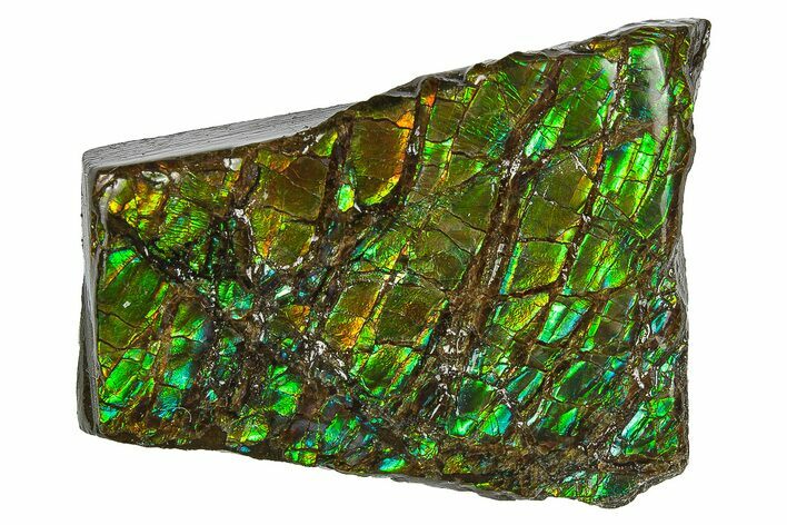 Iridescent Ammolite (Fossil Ammonite Shell) - Brilliant Green #242992
